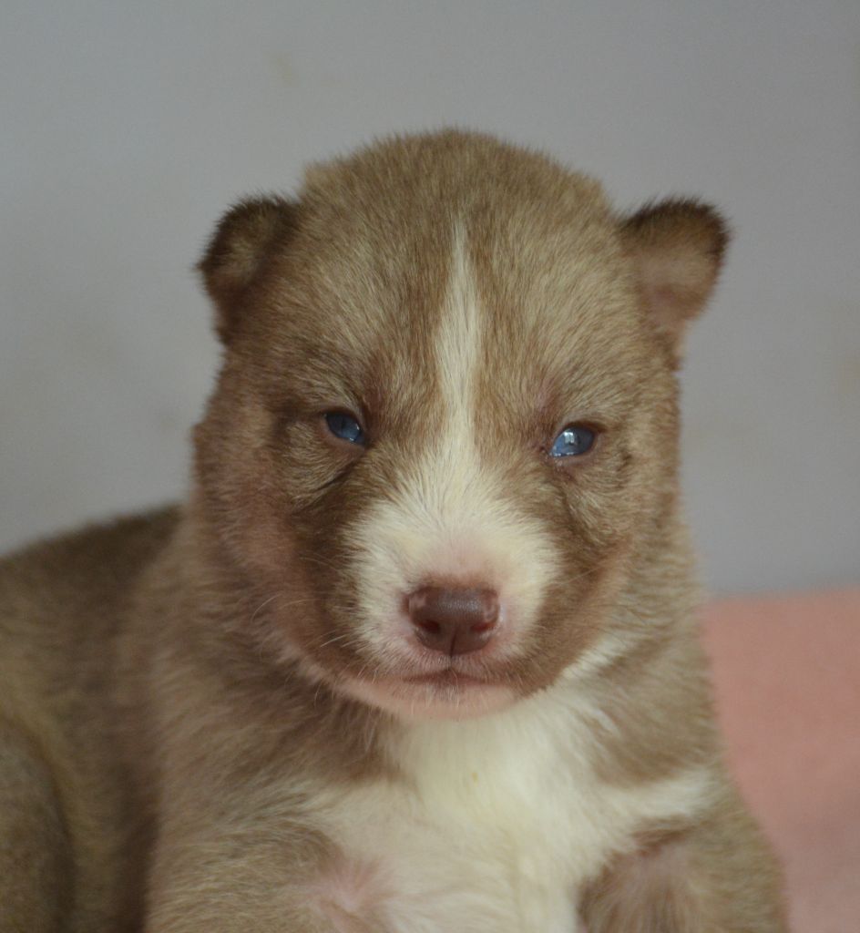 du Domaine D'Eily - Chiots disponibles - Siberian Husky