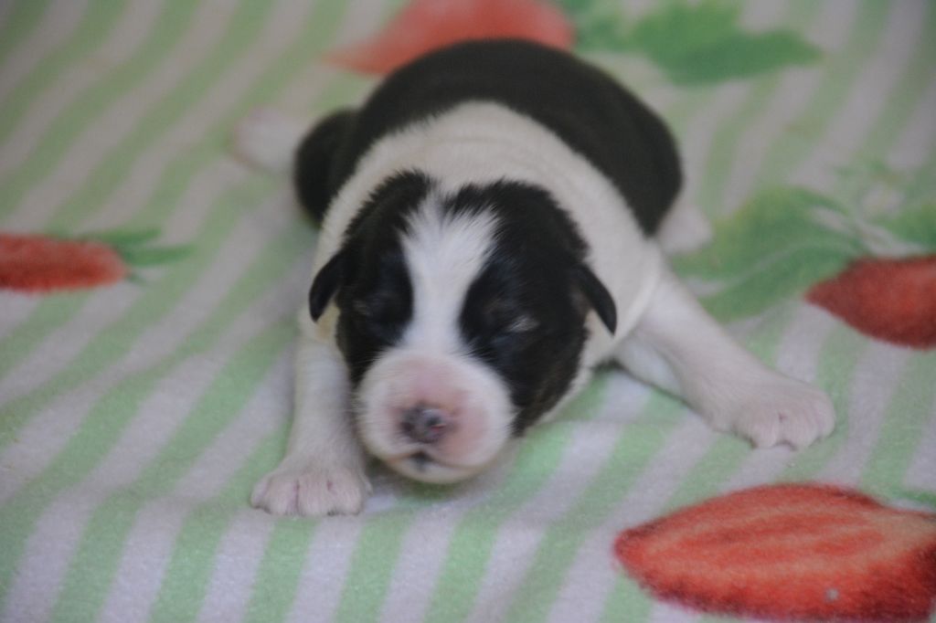 du Domaine D'Eily - Chiots disponibles - Berger Australien