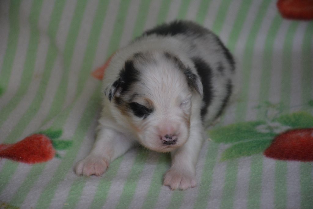 du Domaine D'Eily - Chiots disponibles - Berger Australien