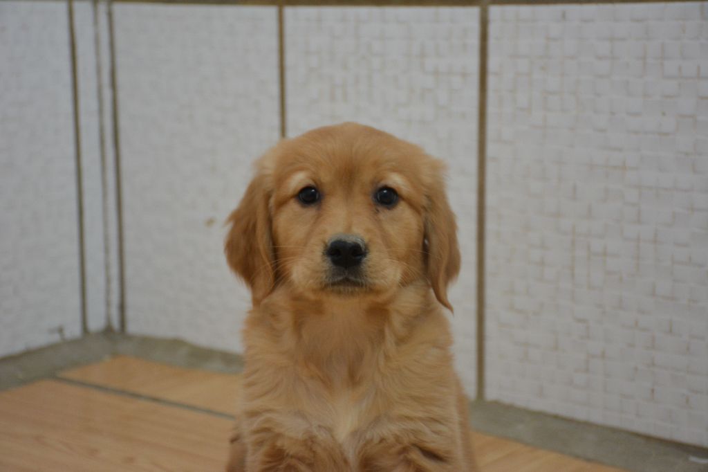 du Domaine D'Eily - Chiots disponibles - Golden Retriever