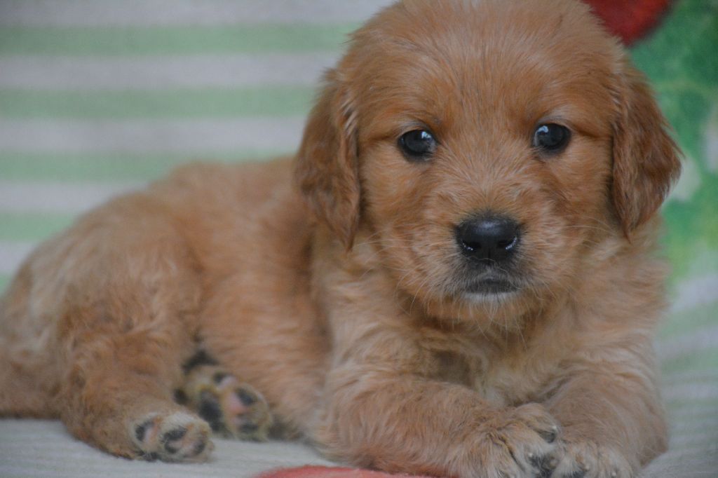 du Domaine D'Eily - Chiots disponibles - Golden Retriever