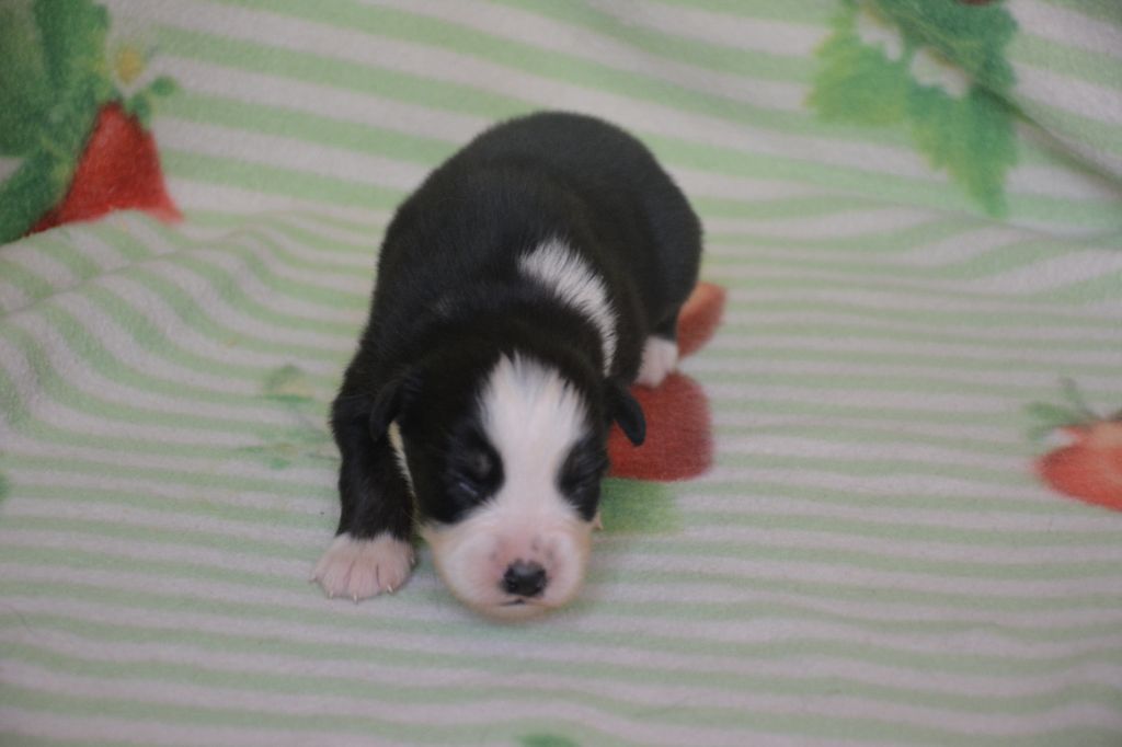 du Domaine D'Eily - Chiots disponibles - Berger Australien