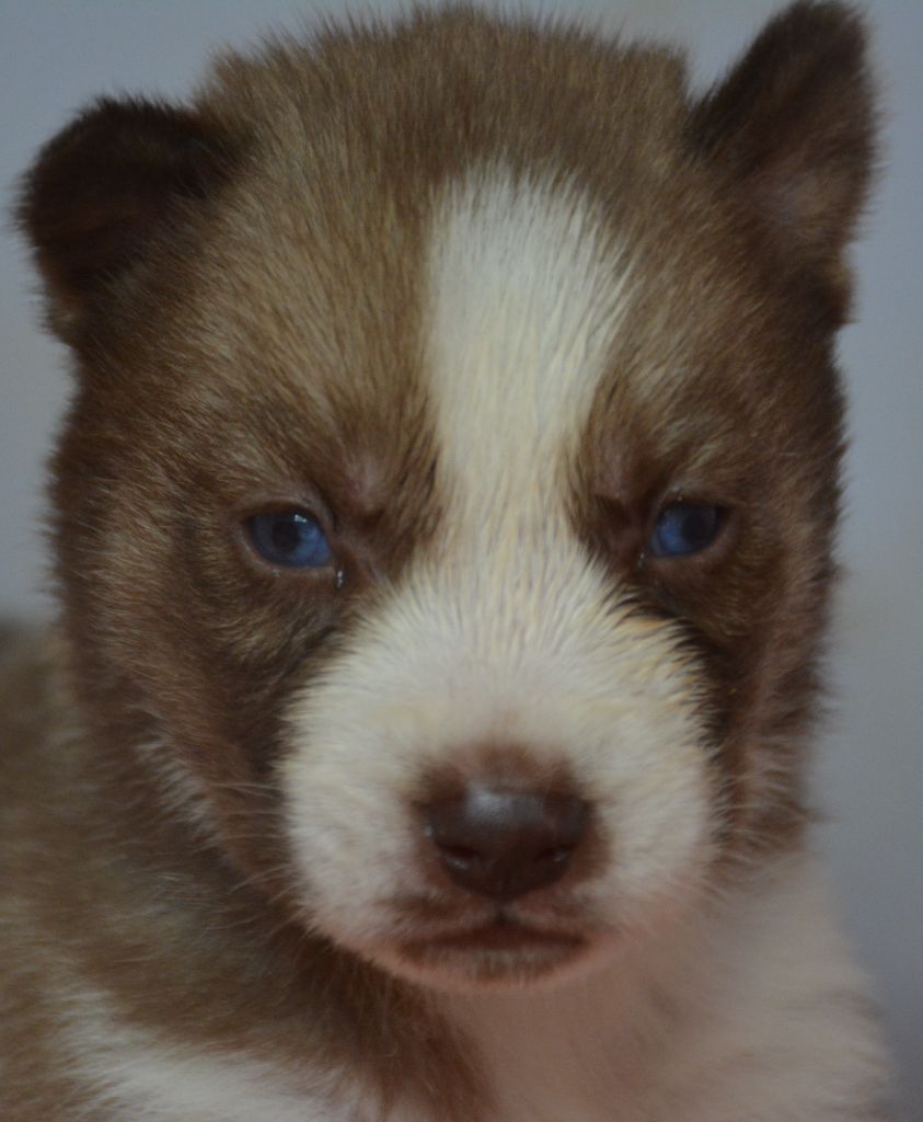 du Domaine D'Eily - Chiots disponibles - Siberian Husky