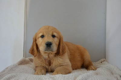 CHIOT 2