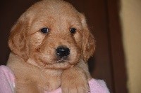 CHIOT