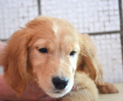 CHIOT 2