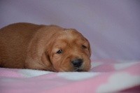 CHIOT