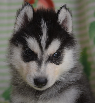 Chiot N°2