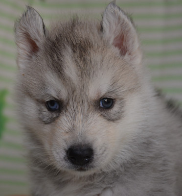 Chiot N°1
