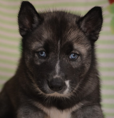Chiot N°3
