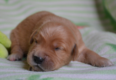 Chiot 1
