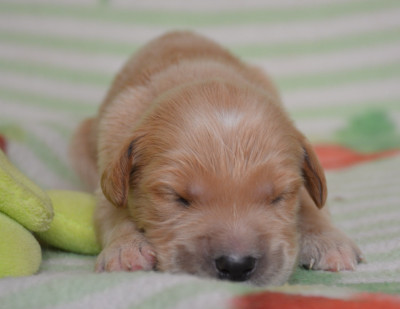Chiot N°6