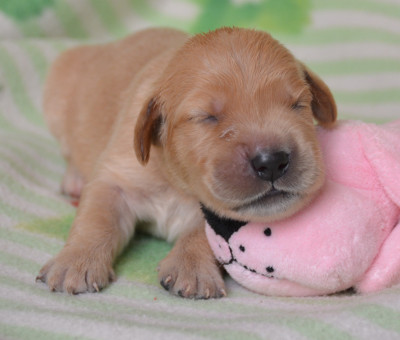 Chiot N°7
