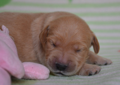 Chiot N°10
