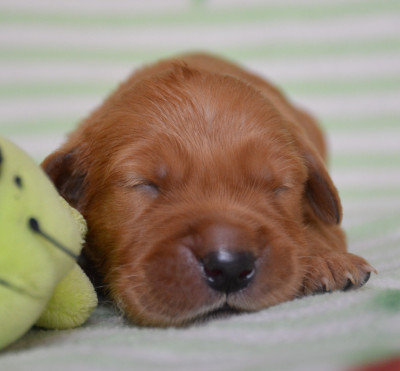 Chiot 2