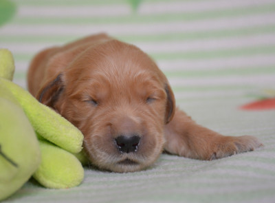 Chiot 4