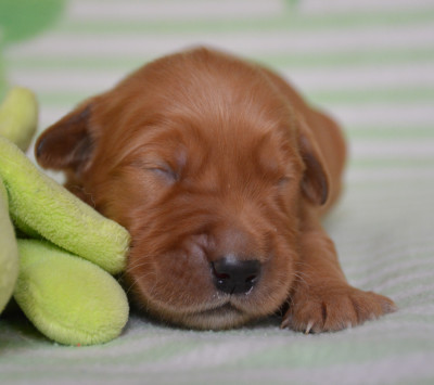 Chiot 5