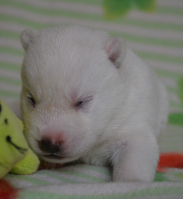 Chiot N°1