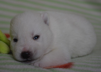 Chiot N°2