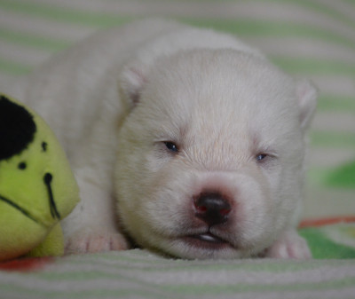 Chiot N°4