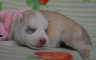 Chiot N°6