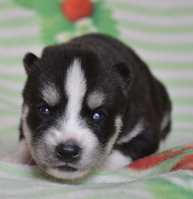 Chiot N°2