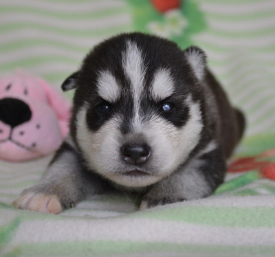 Chiot N°3