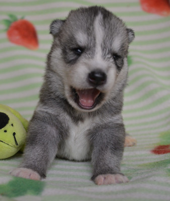 Chiot N°4