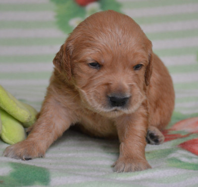 Chiot 4