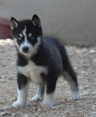 Chiot N°2