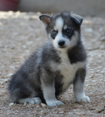 Chiot N°5