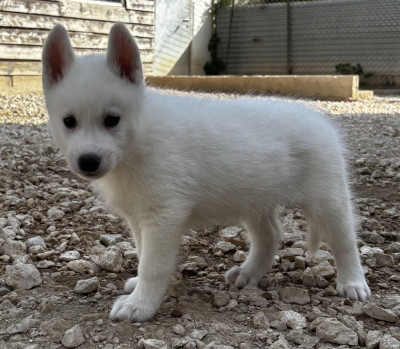 Chiot N°4