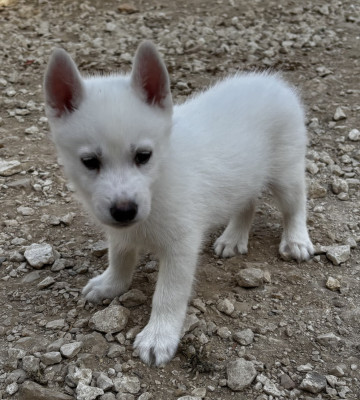 Chiot N°3