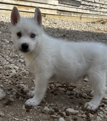 Chiot N°1