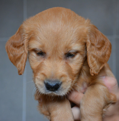 Chiot 2