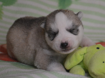 Chiot N°1