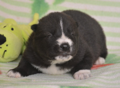 Chiot N°3