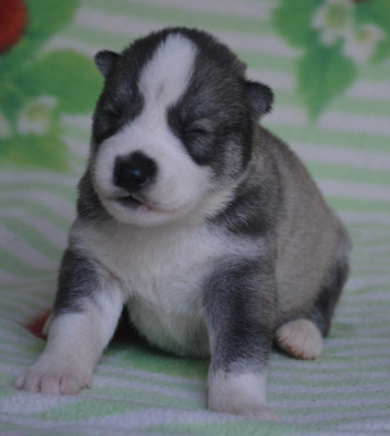 Chiot N°7