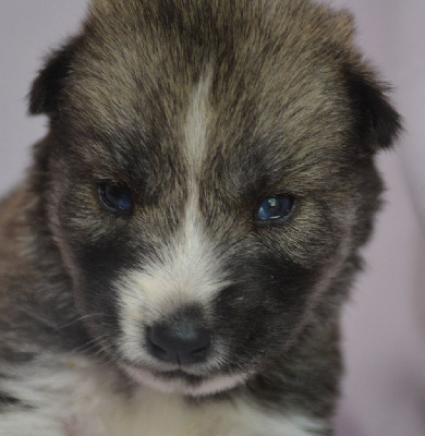 CHIOT 7