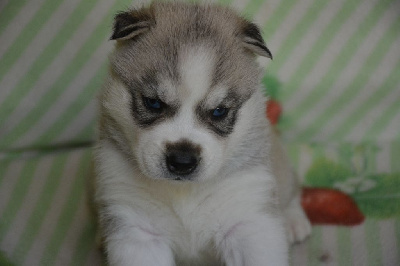 CHIOT 4