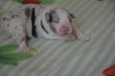 CHIOT 5