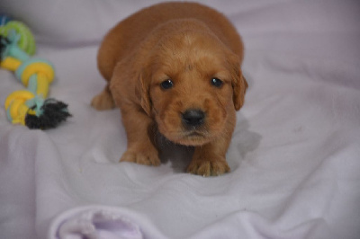 CHIOT 3
