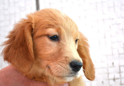 CHIOT 1