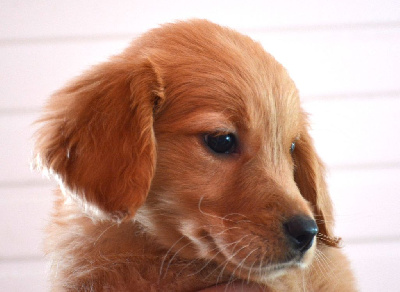 CHIOT 4