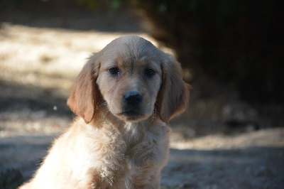 CHIOT 6