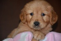 CHIOT
