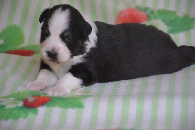 CHIOT 4