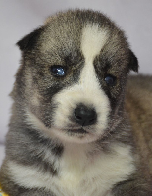 CHIOT 6