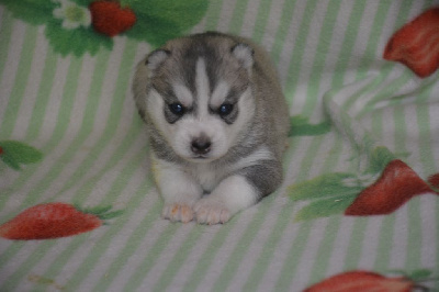 CHIOT 3
