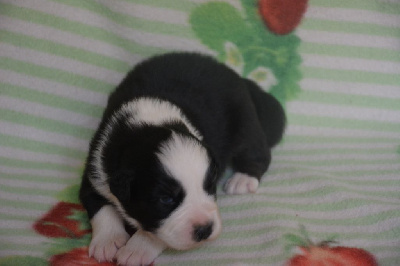 CHIOT 1